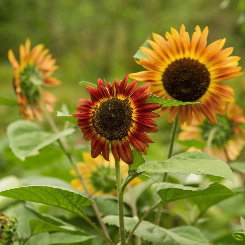 Sunflowers Spread Joy With Bright Yellow Blooms