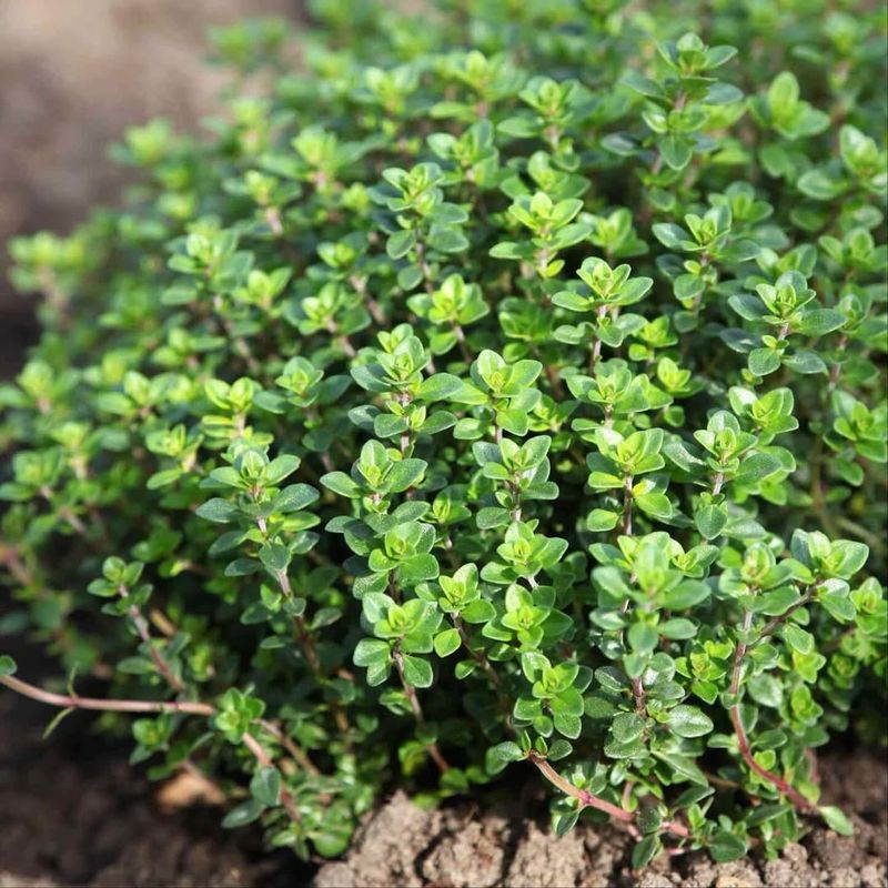 Thyme (Thymus vulgaris)