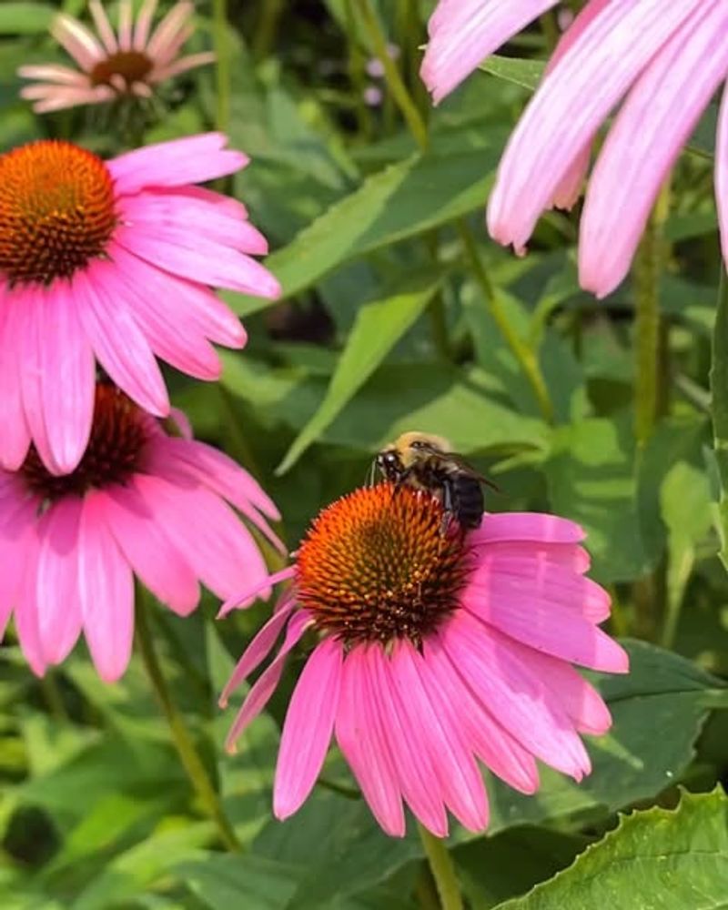 Coneflower (Echinacea purpurea)