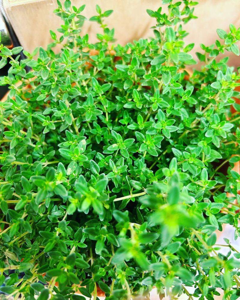 Thyme Forms A Tough, Fragrant Ground Cover