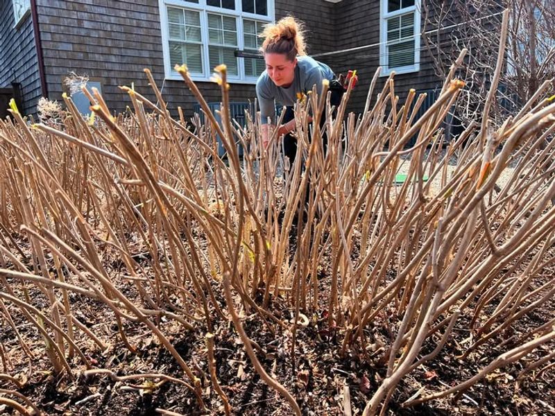 Hydrangeas That Bloom On New Wood