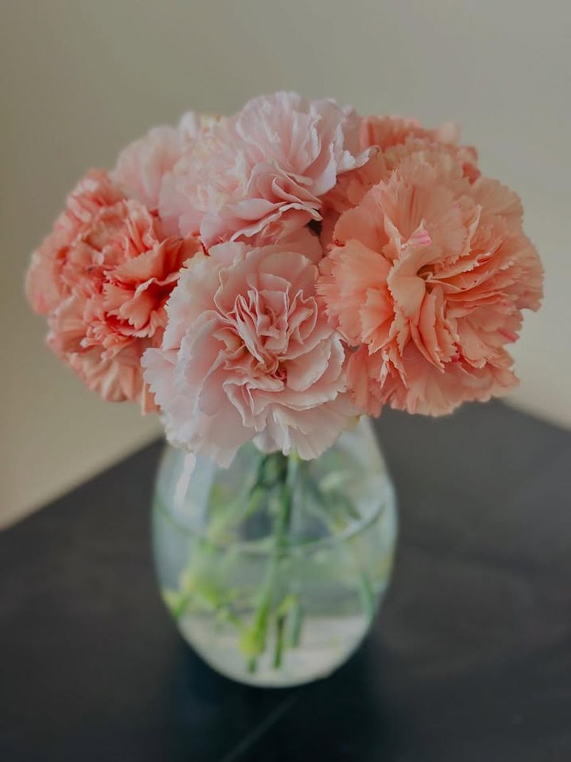 Carnations