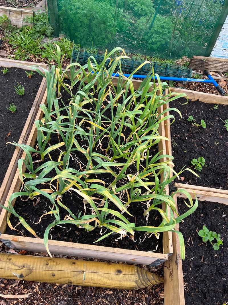 Garlic And Overwintering Onions