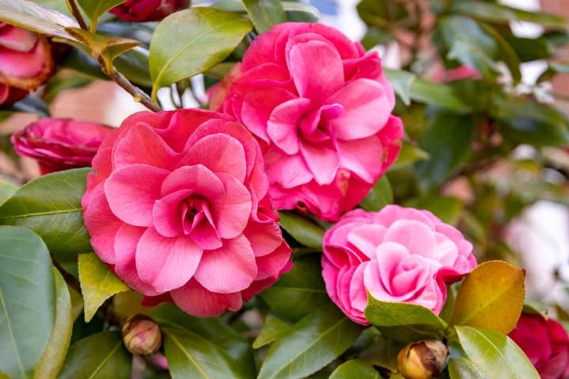 Camellias