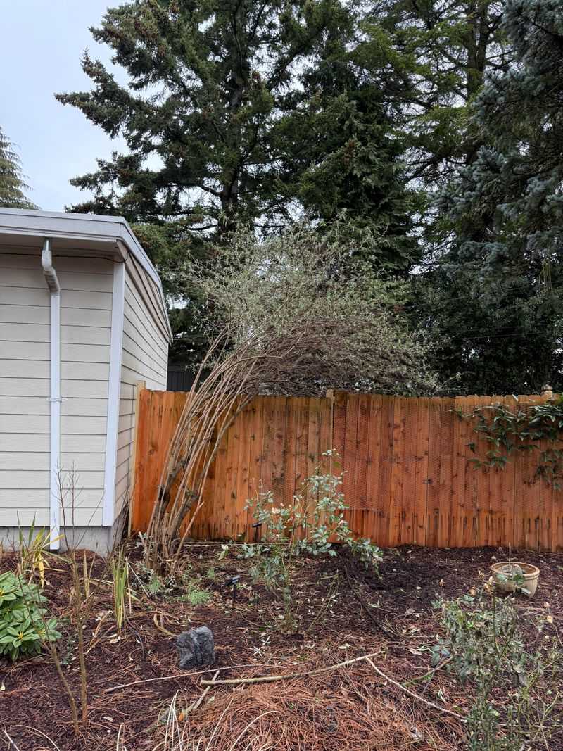 Butterfly Bush Responds Best To A Late Winter Cutback