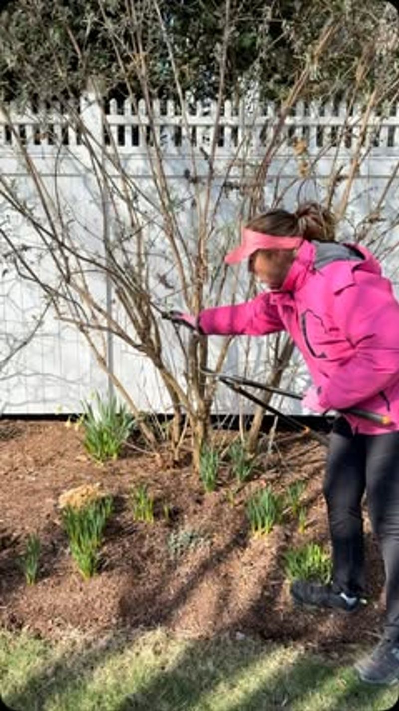 Butterfly Bush Should Be Cut Back Before New Growth Appears