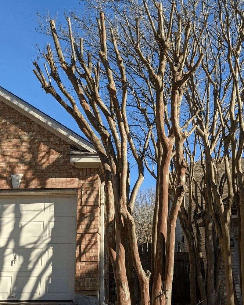 Crape Myrtle Can Hide Winter-Damaged Branch Ends