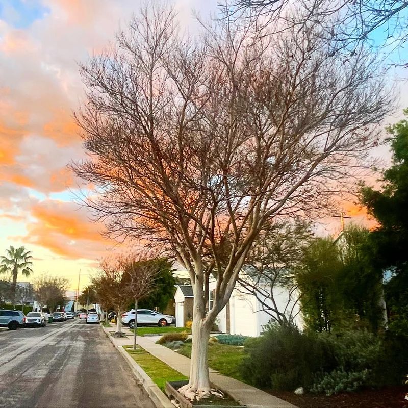 Crape Myrtles Benefit From Light Winter Shaping