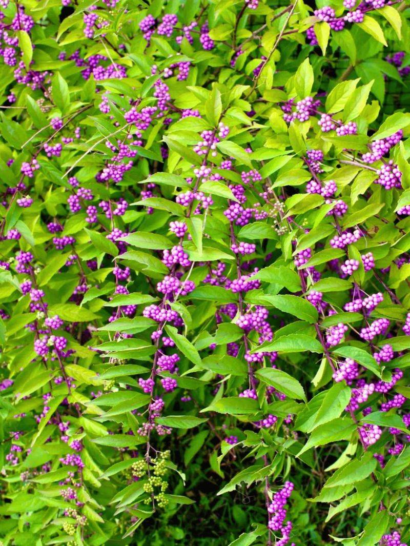 American Beautyberry (Callicarpa Americana)
