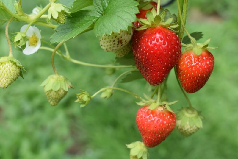 Strawberries (Fragaria × Ananassa)