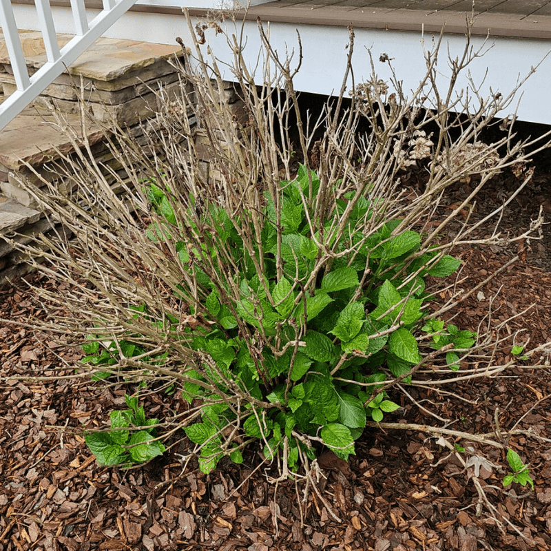 Hydrangeas (Especially Hydrangea Paniculata And Arborescens)