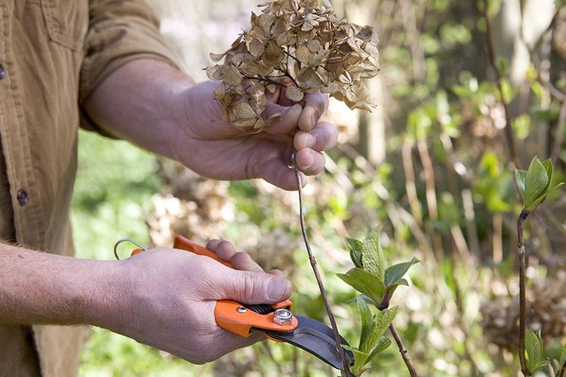 Panicle Hydrangea (Hydrangea Paniculata)