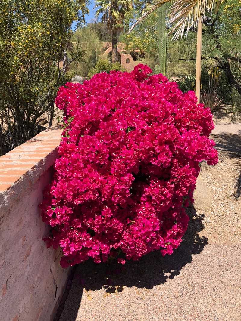 Bougainvillea