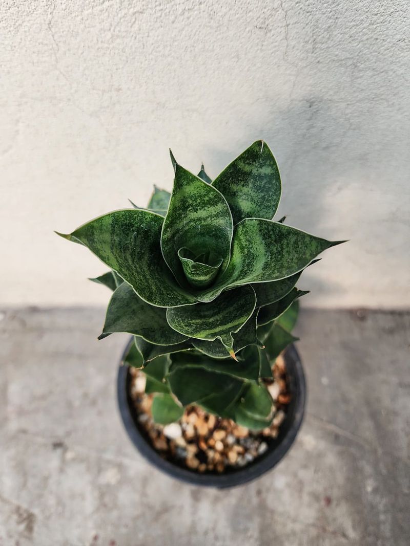 Stabilize The Pot And Soil