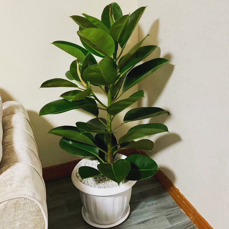 Keep Tropical Plants Away From Drafty Windows And Doors