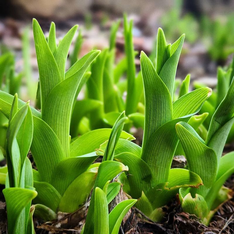 Spray Early When New Daylily Shoots First Appear