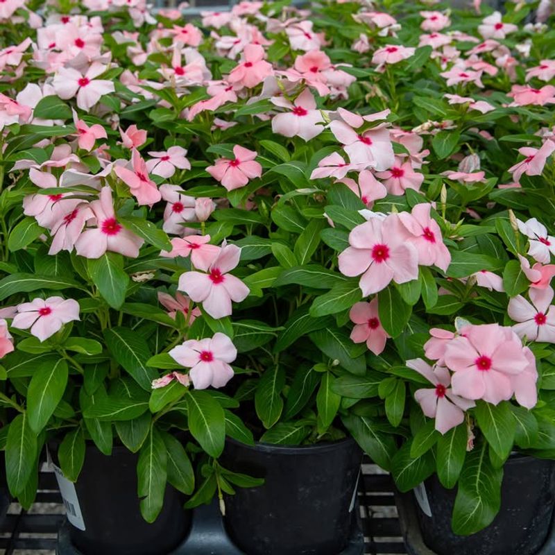Mediterranean Strawberry Vinca Loves Florida Heat