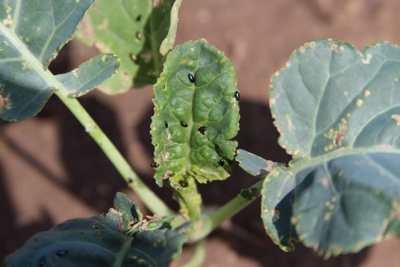 Established Plants Withstand Moderate Feeding Pressure