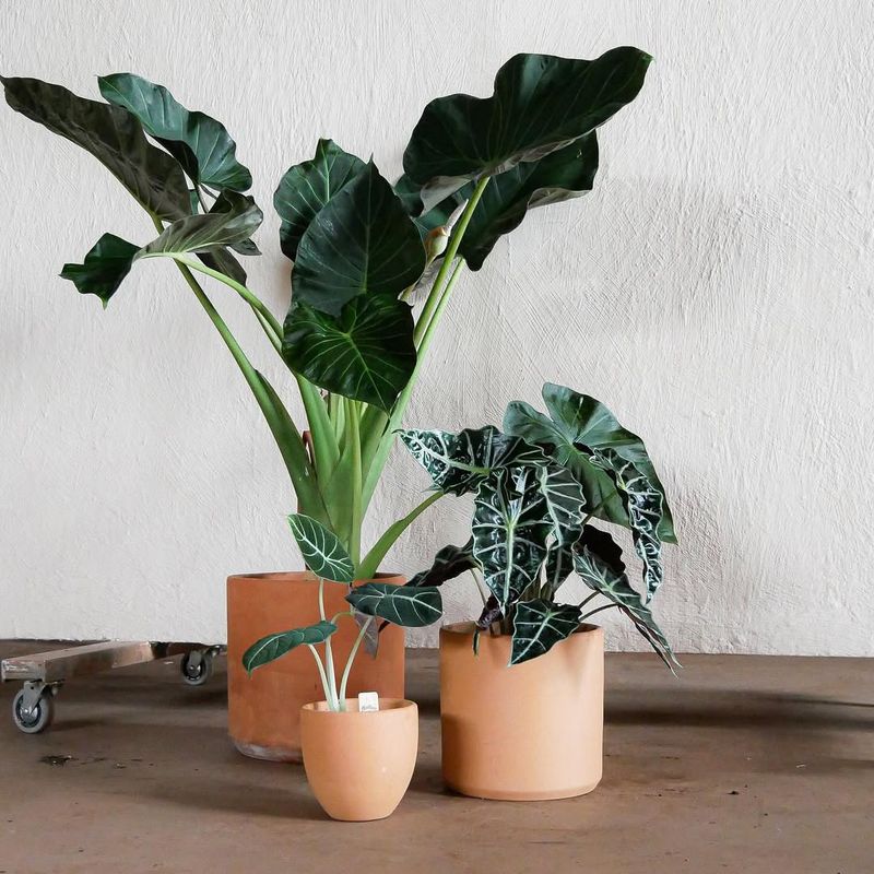 Elephant Ear Adds Huge Heart-Shaped Leaves Indoors