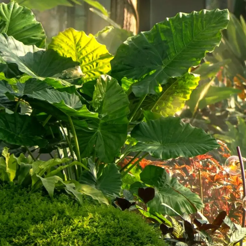 Elephant Ear (Alocasia / Colocasia)