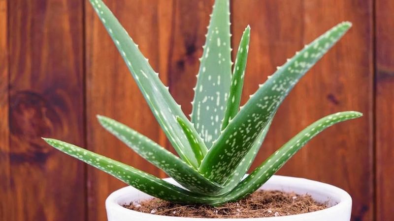 Aloe Vera Provides Protection And Healing