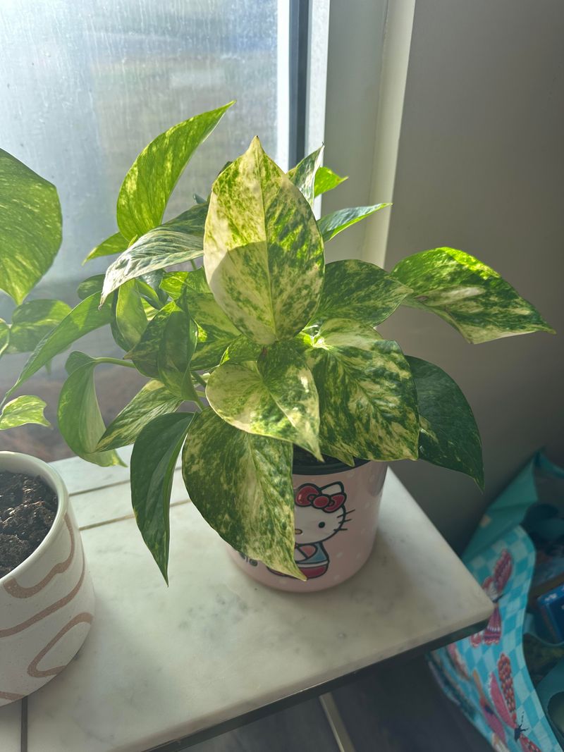 Golden Pothos That Keeps Air Cleaner With Minimal Effort