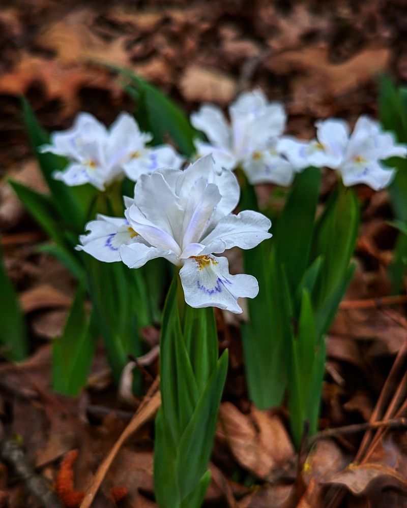 Dwarf Crested Iris Colors The Forest Floor