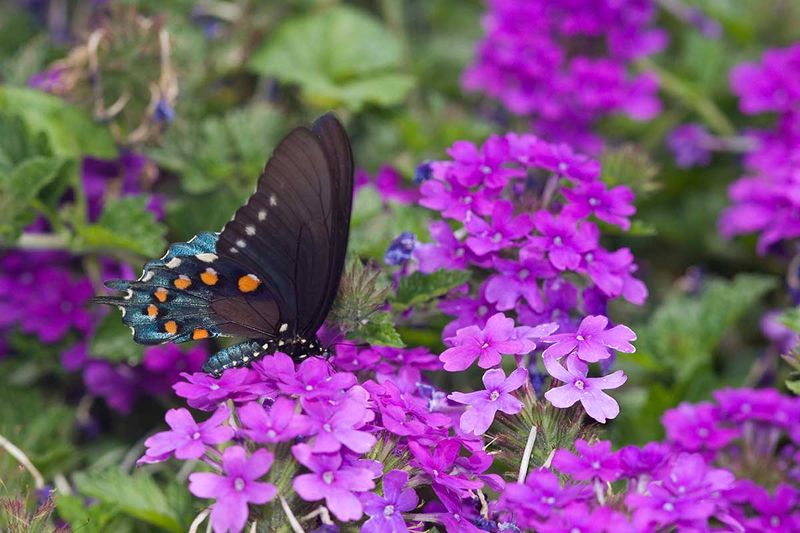 Verbena (Heat-Tolerant Perennial Or Annual Types)
