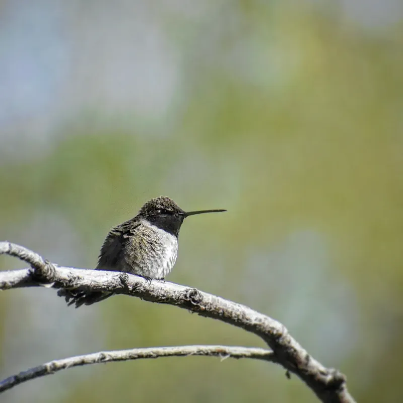 Black-Chinned Hummingbird (Archilochus alexandri)