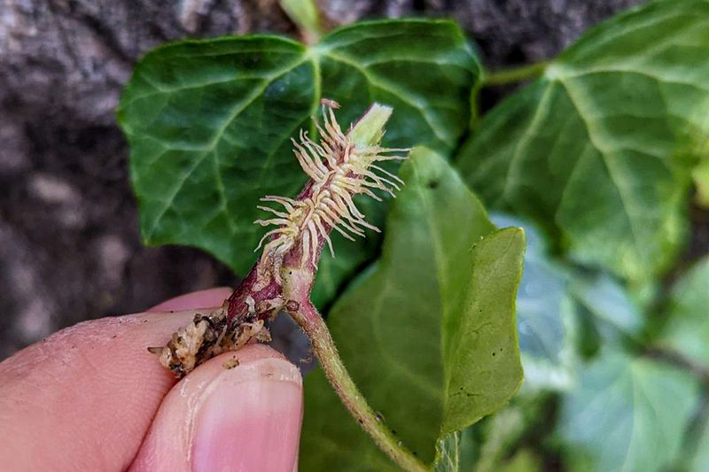 English Ivy Climbs Smothers And Invades Quickly