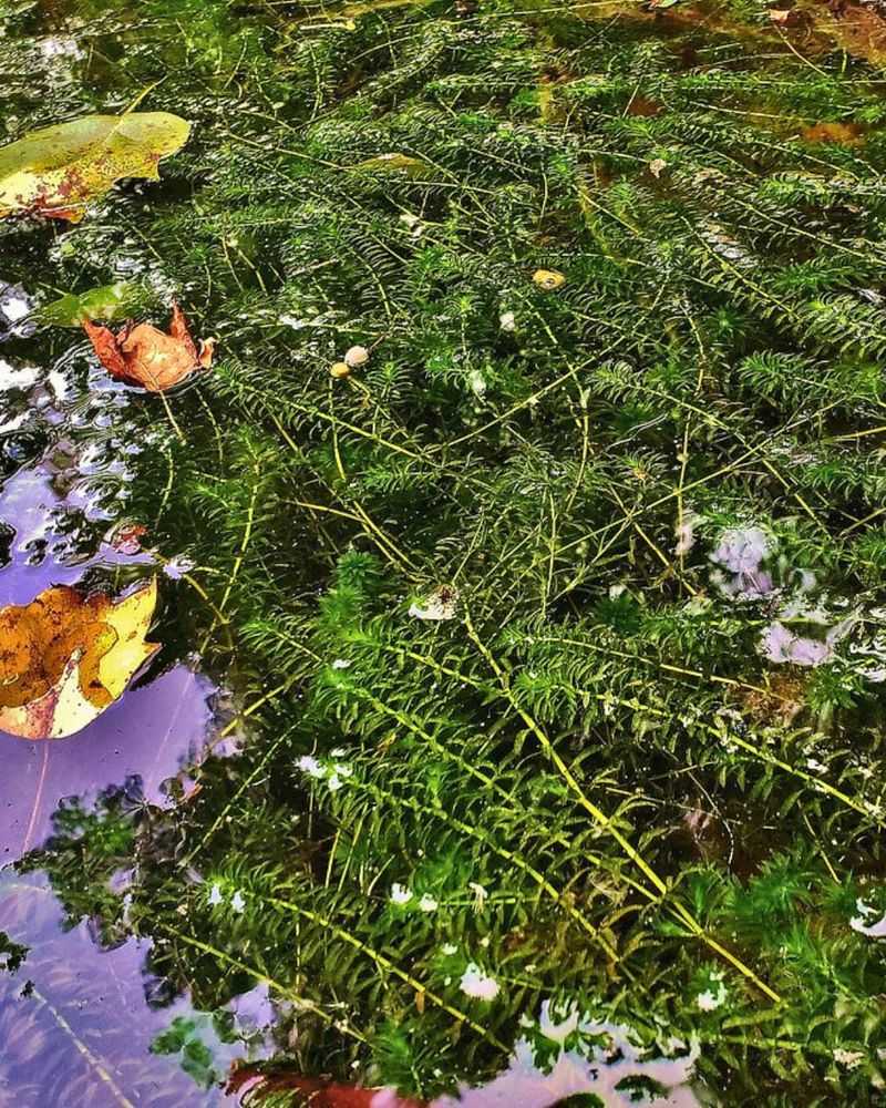 Hydrilla (Hydrilla verticillata)