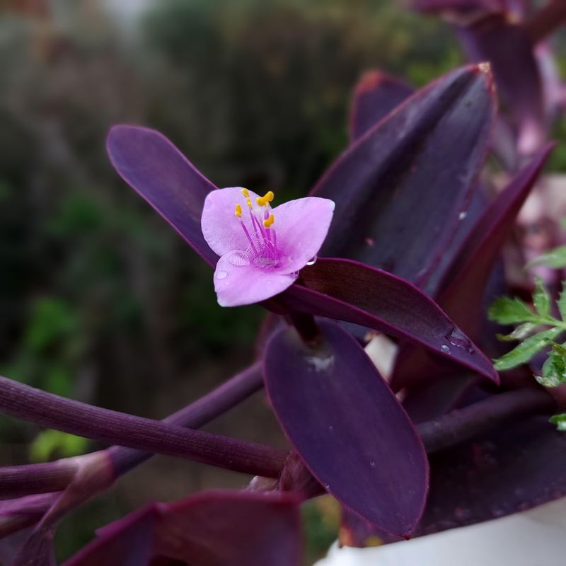 Purple Heart Creates Rich Groundcover Color In Warm Georgia Zones