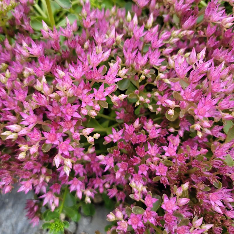 Sedum (Stonecrop varieties)