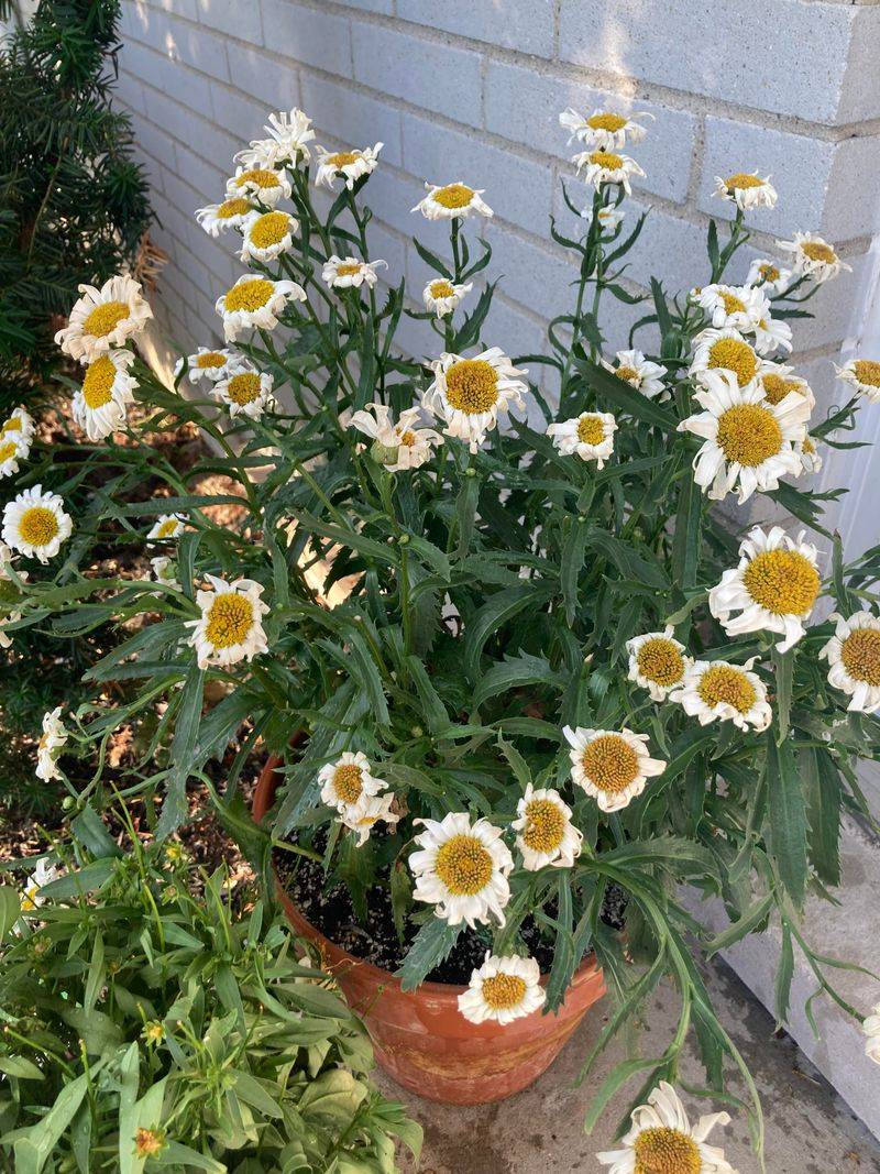 Shasta Daisy Fades Fast Once Arizona Summer Hits