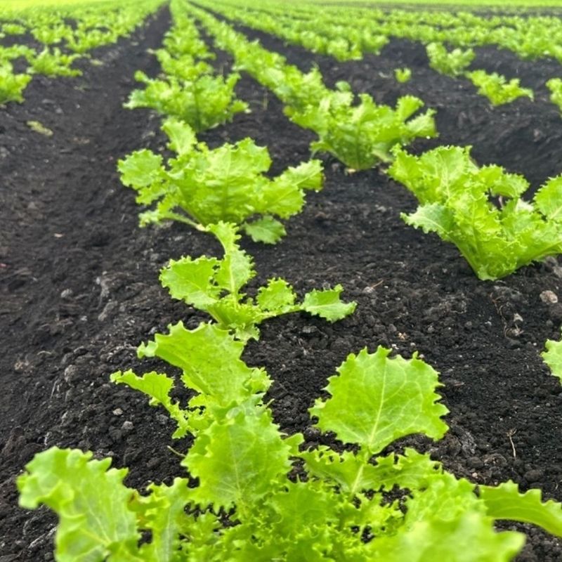 Endive And Escarole (Cichorium endivia)