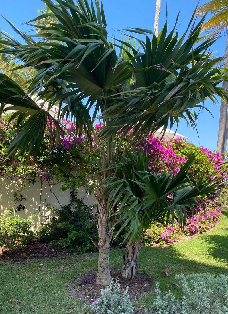 Florida Thatch Palm Handles Coastal Wind And Salt With Ease