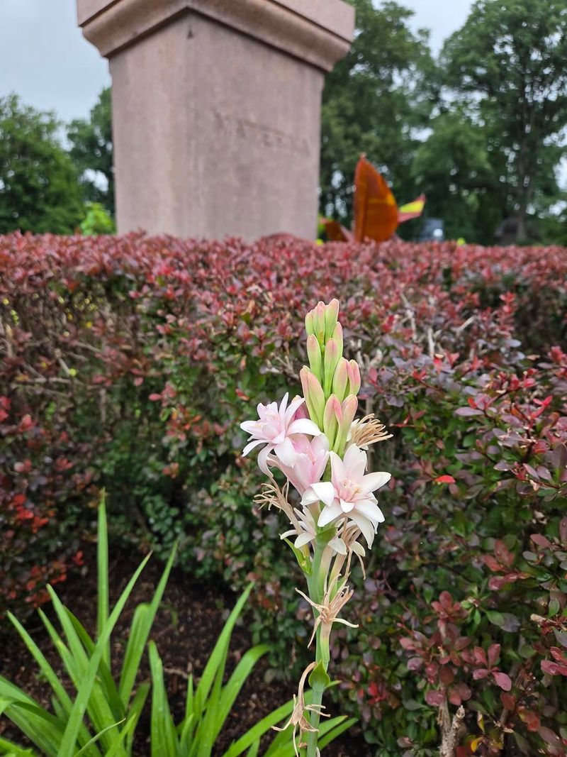 Tuberose (Agave amica / Polianthes tuberosa)
