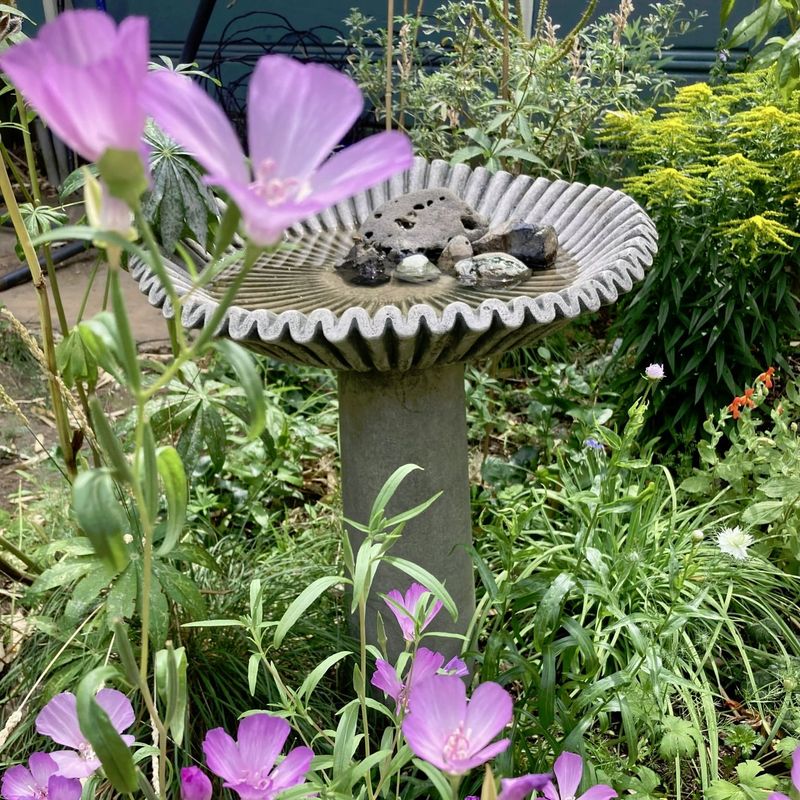 Water-Wise Gardens Attract More Birds