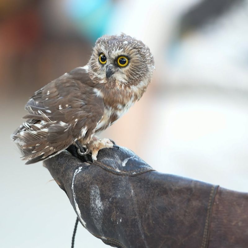 Help Nocturnal Creatures Thrive