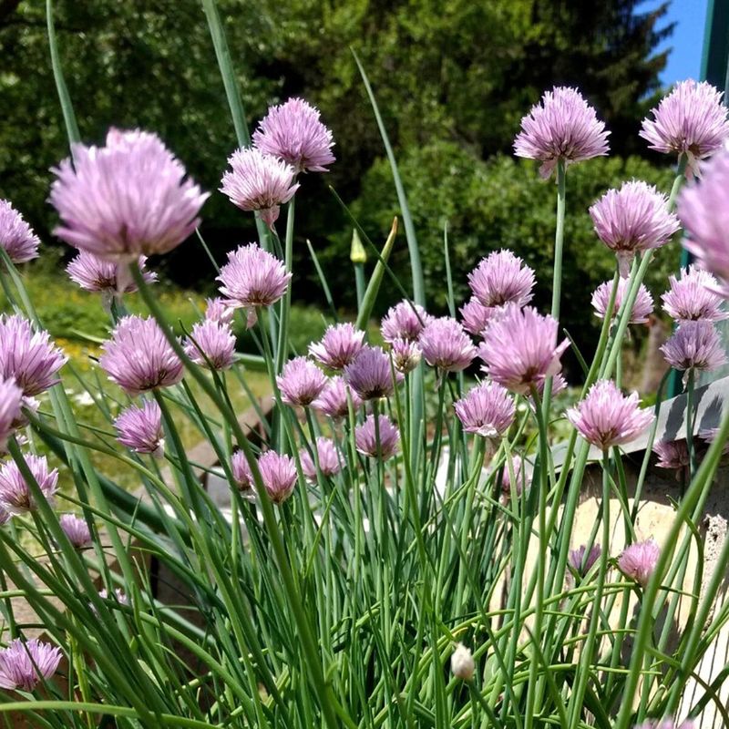 Chives (Allium schoenoprasum)