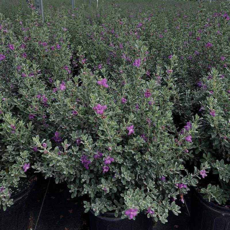 Very Drought-Tolerant