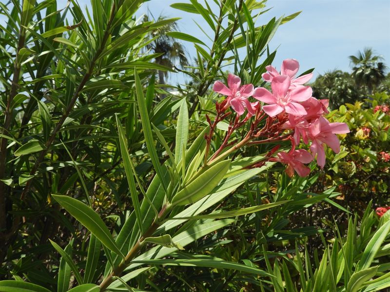 Oleander (Nerium Oleander)