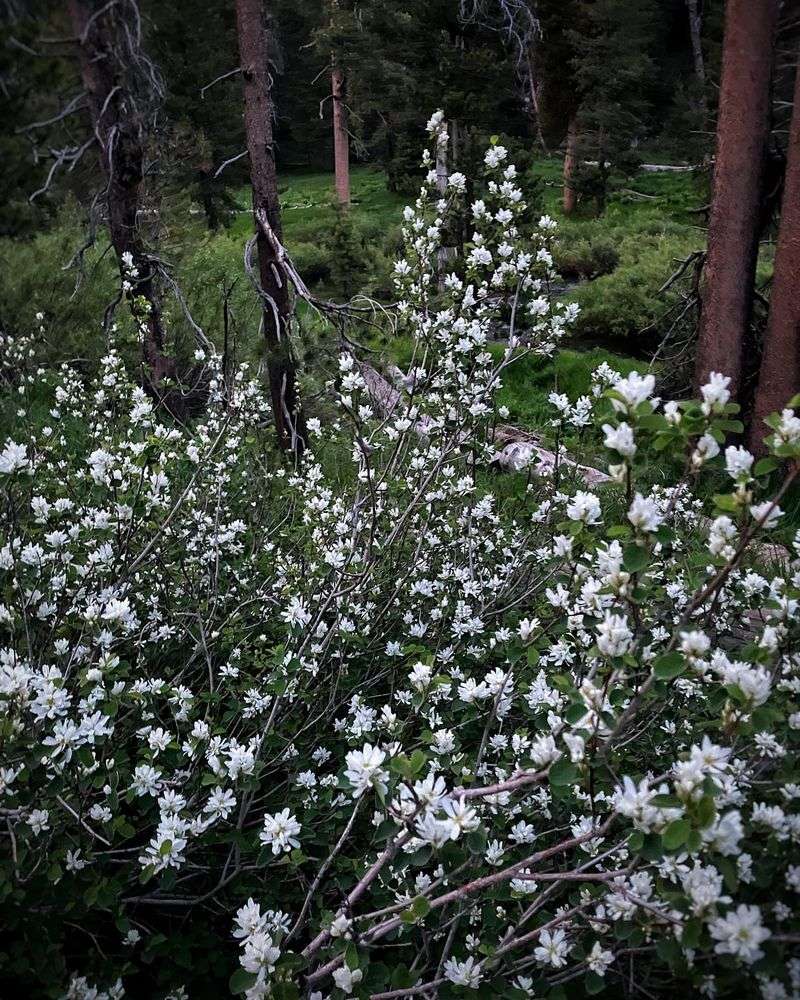 Western Serviceberry