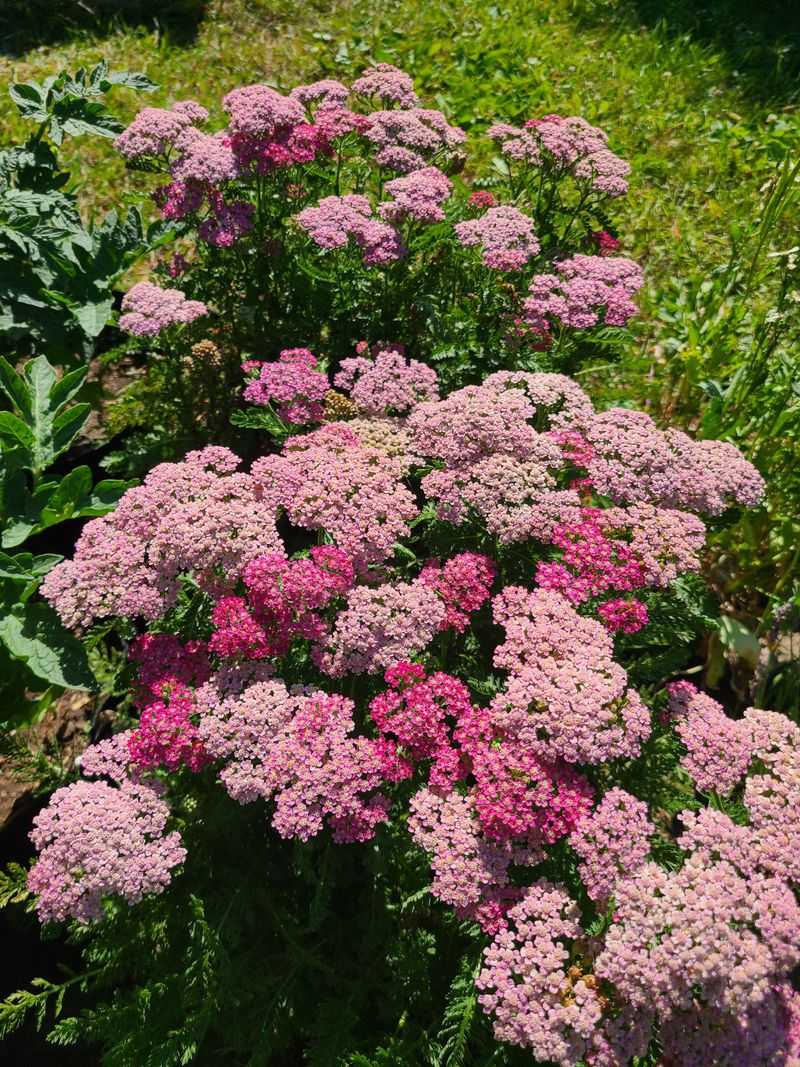 Yarrow (Achillea millefolium)