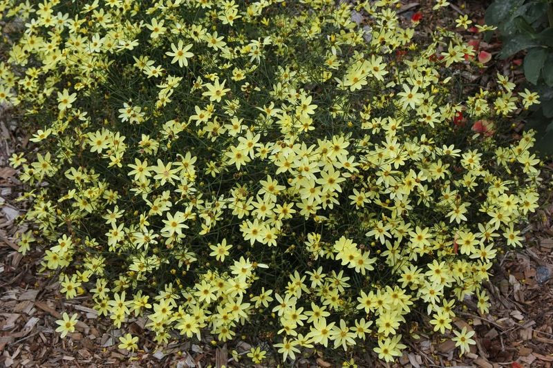 Coreopsis 'Moonbeam' (Coreopsis verticillata)