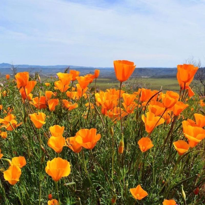 California Poppy (Eschscholzia californica)