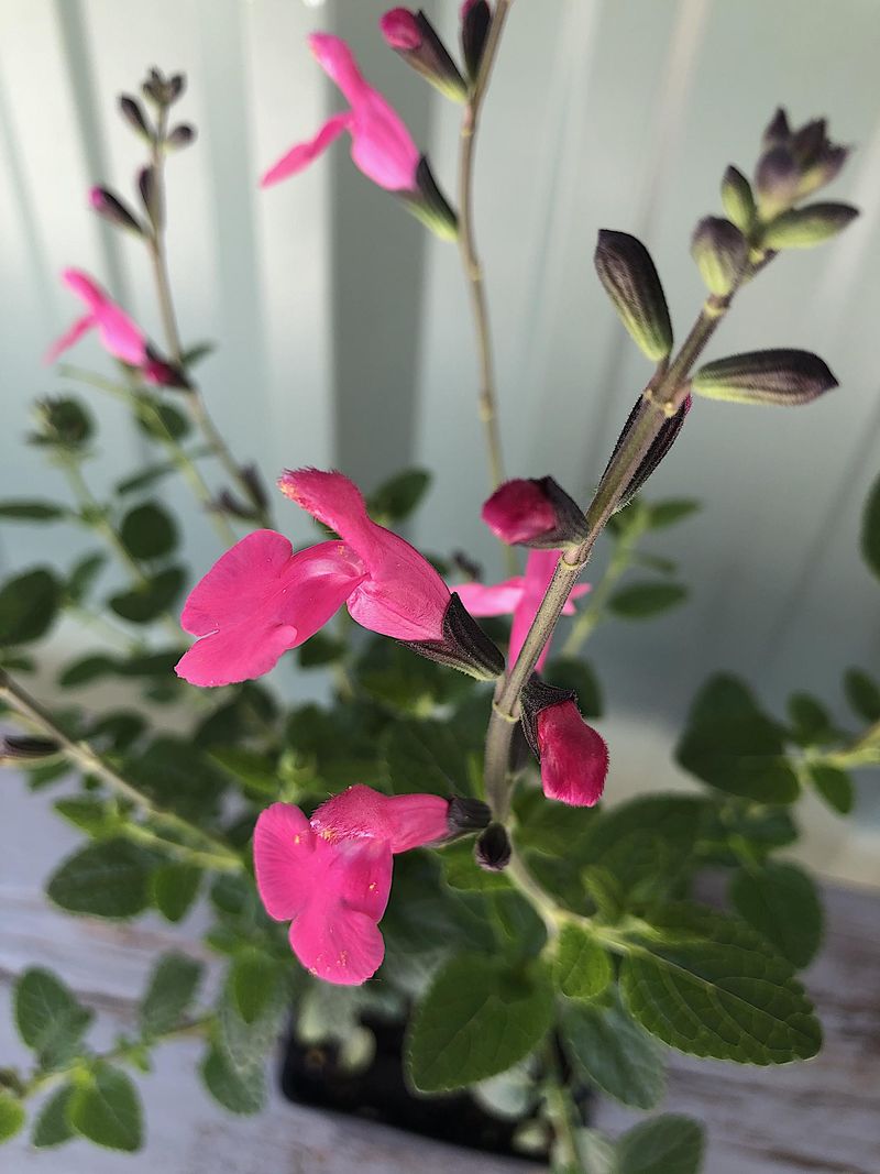 Salvia Lemmonii Adds Bright Color At Higher Elevations