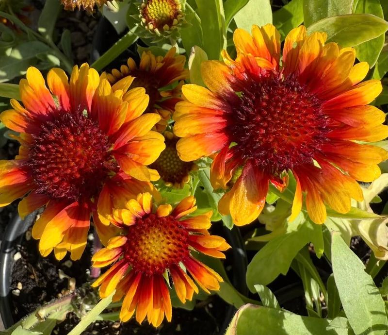 Blanket Flower Keeps Blooming In Full Sun
