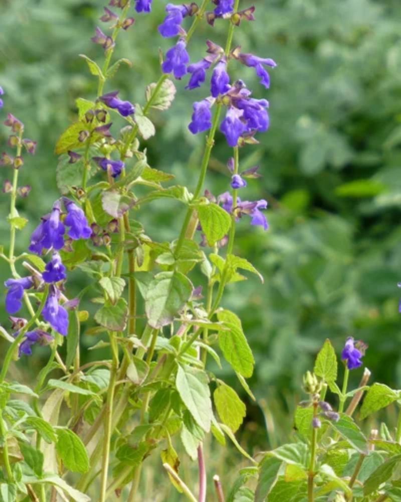 Salvia Arizonica Thrives In Southeastern Arizona Mountain Slopes