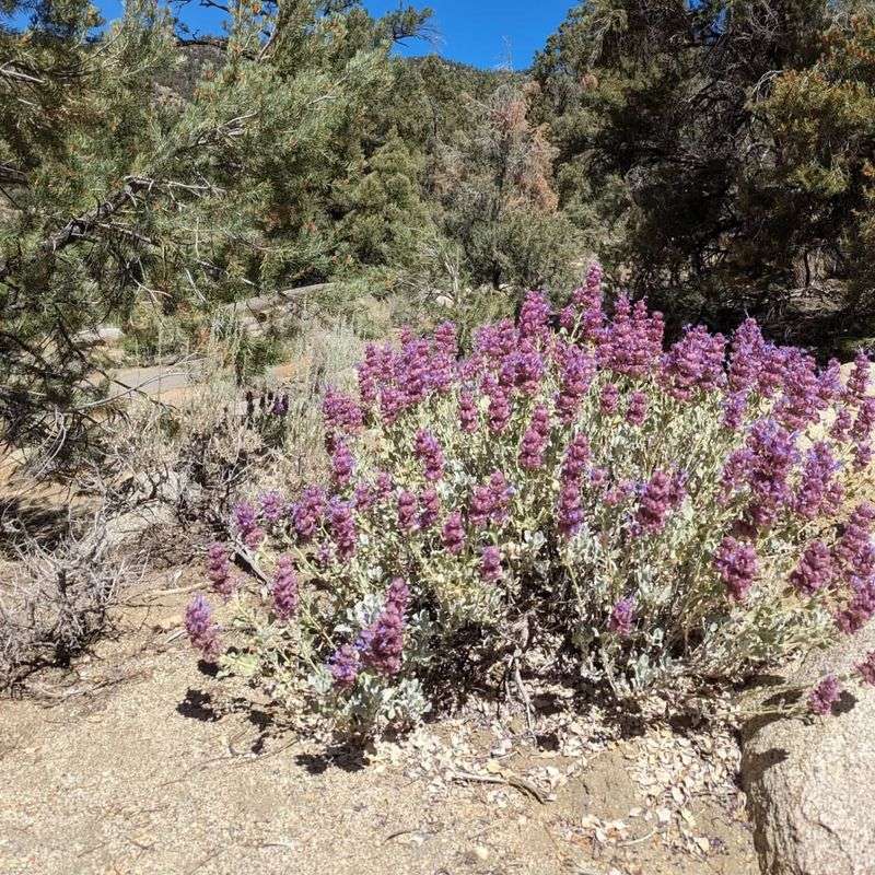 Salvia Pachyphylla Grows Naturally On Rocky Arizona Hillsides